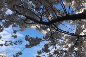 Sequestration (week 5)